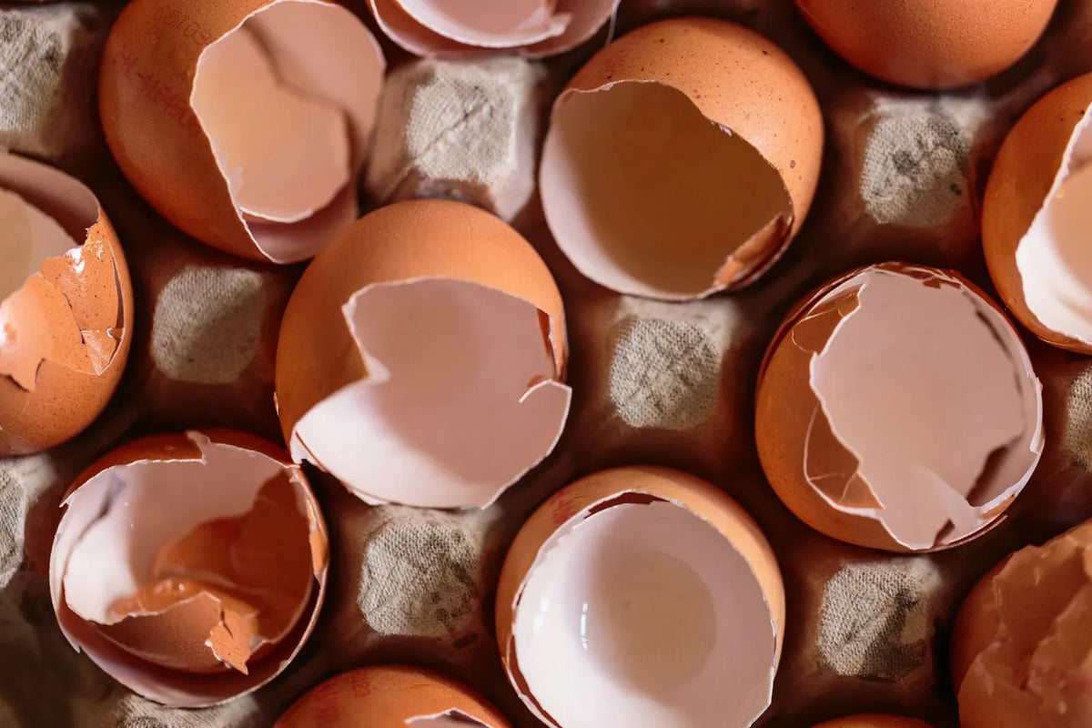 Empty cracked brown eggshells sitting in an egg carton