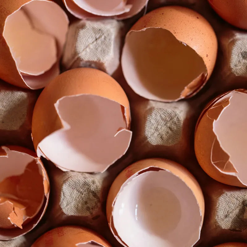 eggshells