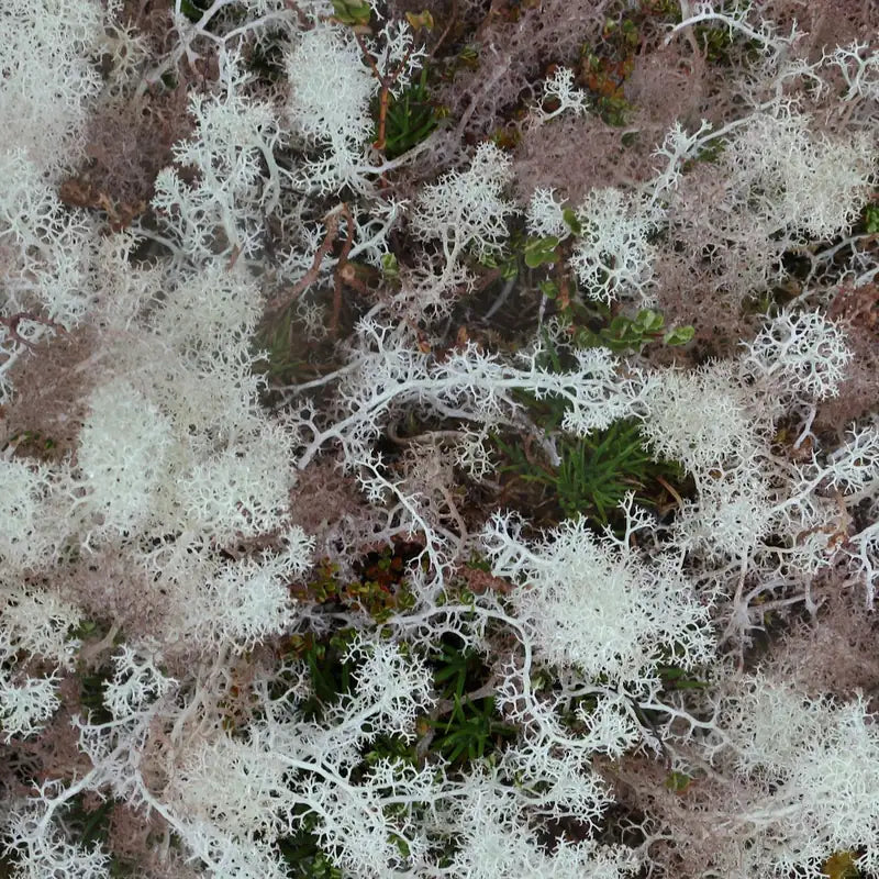 lichen