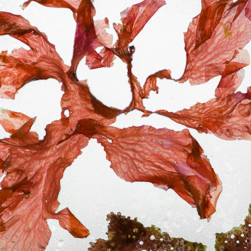 marine algae