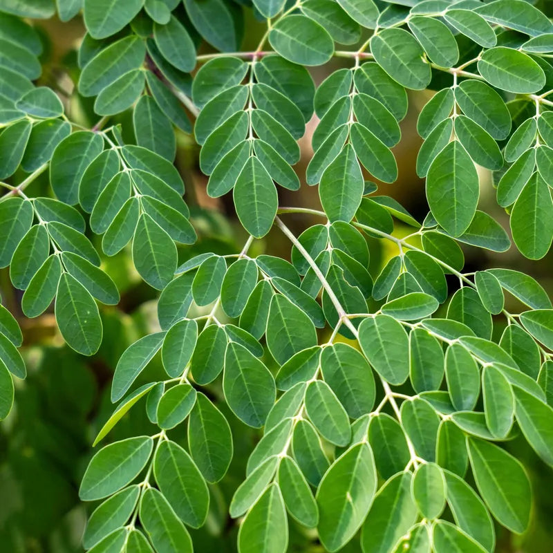 horseradish tree leaf