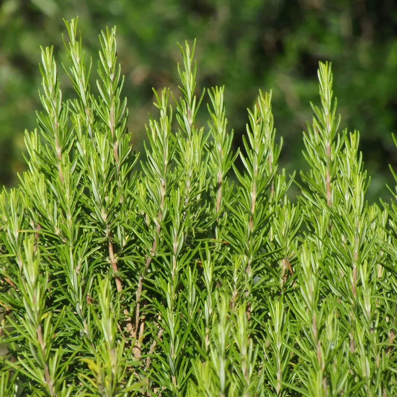 rosemary